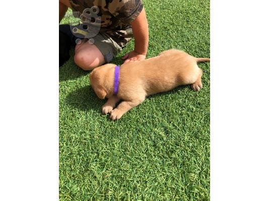 PoulaTo: Προς πώληση Labrador Retriever Σκύλοι και κουτάβια